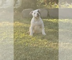 Small #19 American Bully