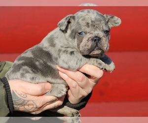 French Bulldog Puppy for sale in NEW YORK, NY, USA
