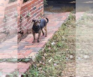 Mutt Dogs for adoption in San Antonio, TX, USA