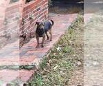 Small Mutt