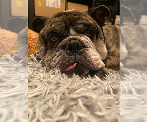 Medium Photo #2 American Bulldog-Unknown Mix Puppy For Sale in Salt Lake City, UT, USA