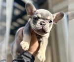 Small Photo #2 French Bulldog Puppy For Sale in PORTLAND, ME, USA