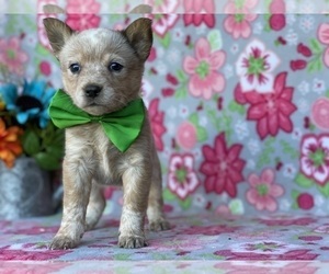 Australian Cattle Dog Puppy for sale in LANCASTER, PA, USA