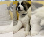 Small #10 Great Pyrenees Mix