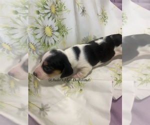 Dachshund Puppy for sale in EAST DOVER, VT, USA