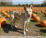 Small Photo #3 Siberian Husky-Unknown Mix Puppy For Sale in Royal Palm Beach, FL, USA