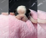 Small Photo #84 Boston Terrier Puppy For Sale in TULARE, CA, USA