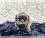 Small Photo #18 Shih Tzu Puppy For Sale in HAYWARD, CA, USA