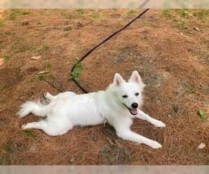 American Eskimo Dog Dogs for adoption in Pikesville, MD, USA