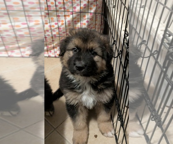 Medium Photo #1 German Shepherd Dog-Great Pyrenees Mix Puppy For Sale in Bountiful, UT, USA