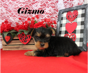 Yorkshire Terrier Puppy for sale in CHANUTE, KS, USA