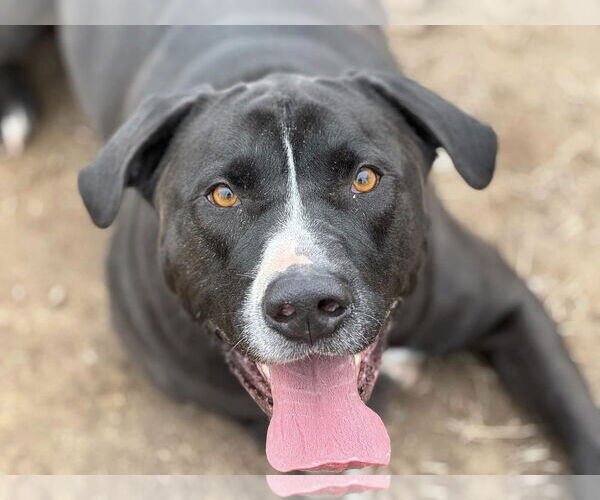 Medium Photo #2 Labrador Retriever-Unknown Mix Puppy For Sale in Millersville, MD, USA