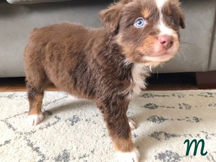 Australian Shepherd Puppy for sale in NEW CASTLE, IN, USA