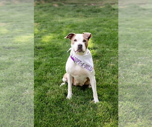 Bella Donna - Female Mutt Dog for Adoption - Photo #2