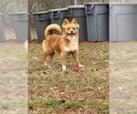 Small #2 Mutt