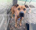 Small American Pit Bull Terrier Mix