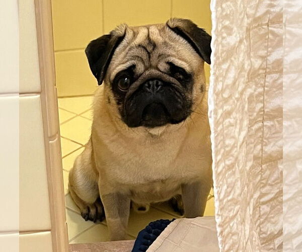 Medium Photo #1 Pug Puppy For Sale in Albuquerque, NM, USA