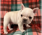 Small #17 French Bulldog