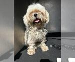 Small Havanese Mix