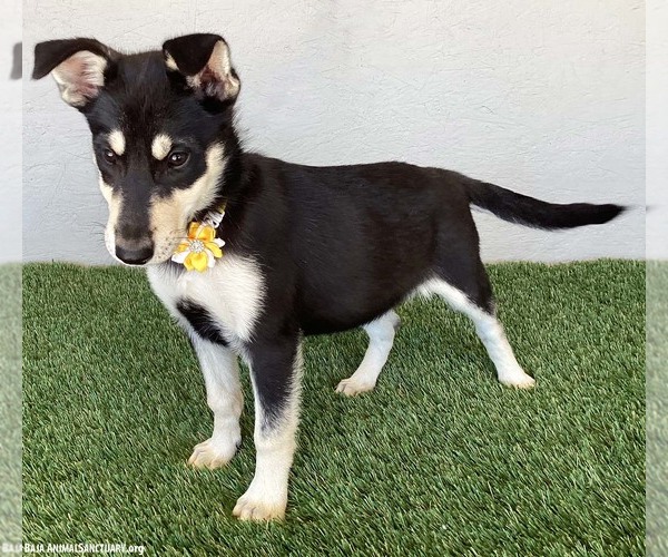 Medium Photo #4 Miniature Pinscher-Siberian Husky Mix Puppy For Sale in San Diego, CA, USA