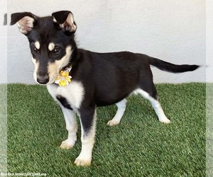 Foxy - Female Miniature Pinscher-Siberian Husky Mix Dog for Adoption - Photo #4