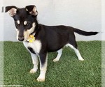 Small #3 Miniature Pinscher-Siberian Husky Mix