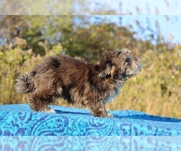 Medium Photo #27 ShihPoo Puppy For Sale in DYERSBURG, TN, USA
