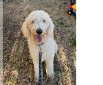 Small Photo #5 Goldendoodle Puppy For Sale in McKinney, TX, USA