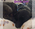 Small #5 Dachshund