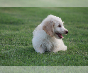 Goldendoodle Puppy for sale in ITASCA, TX, USA