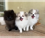 Small Photo #10 Pomeranian Puppy For Sale in WINDERMERE, FL, USA