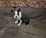 Small #9 Boston Terrier