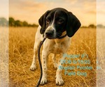 Small Pointer Mix