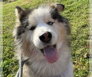 Alaskan Malamute Dogs for adoption in Jackson , NJ, USA