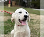 Small Great Pyrenees Mix