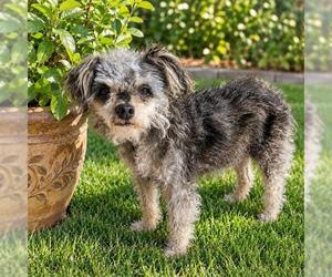 Maltese-Unknown Mix Dogs for adoption in Camarillo, CA, USA