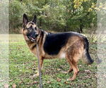 Small German Shepherd Dog