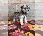 Small Photo #15 Schnauzer (Miniature) Puppy For Sale in VERMONTVILLE, MI, USA