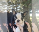 Small #2 Boston Terrier