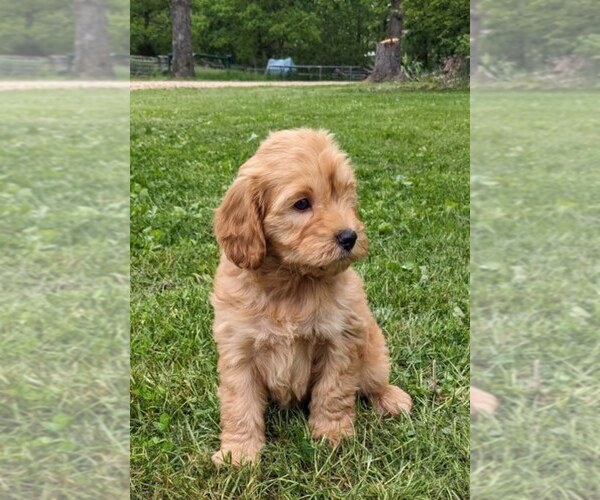Medium Photo #6 Cockapoo-Poodle (Miniature) Mix Puppy For Sale in SALEM, MO, USA
