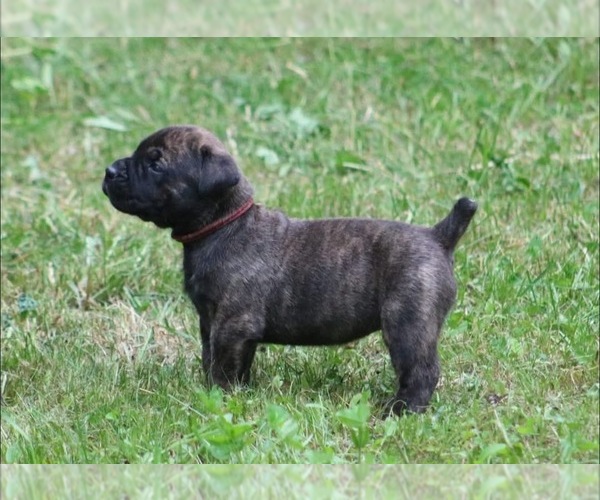 Medium Photo #28 Boerboel Puppy For Sale in WASILLA, AK, USA