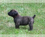 Small Photo #28 Boerboel Puppy For Sale in WASILLA, AK, USA