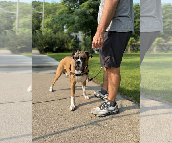 Medium Photo #5 Boxer Puppy For Sale in Woodbury, MN, USA