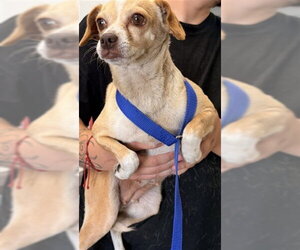 Chihuahua Dogs for adoption in San Bernardino, CA, USA