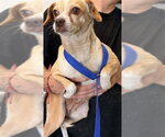 Small Chihuahua