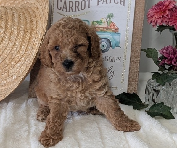 Medium Photo #2 Poodle (Miniature) Puppy For Sale in GOSHEN, IN, USA