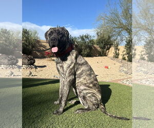 Mutt Dogs for adoption in Goodyear, AZ, USA