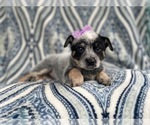 Small Photo #11 Australian Cattle Dog Puppy For Sale in LAKELAND, FL, USA