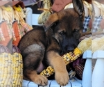 Small Photo #1 German Shepherd Dog Puppy For Sale in HUDSON, FL, USA