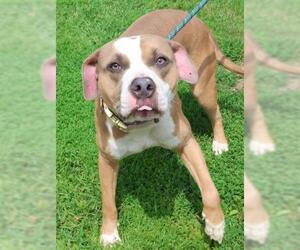 Mutt Dogs for adoption in Thief River Falls, MN, USA